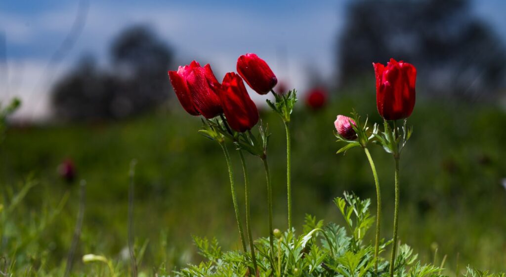 anemone coronaria