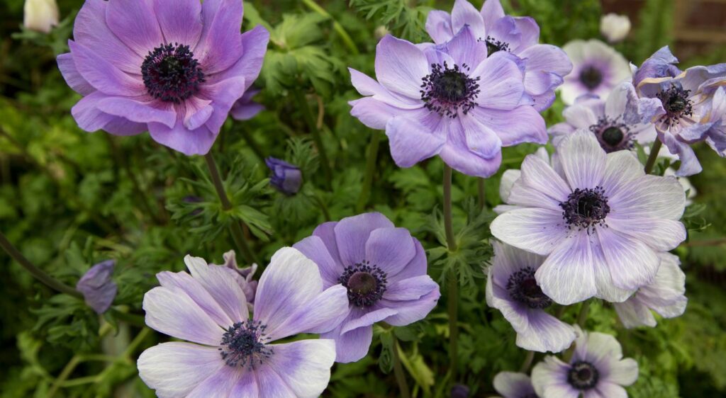 anemones coronaria
