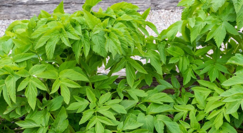 Angelica archangelica