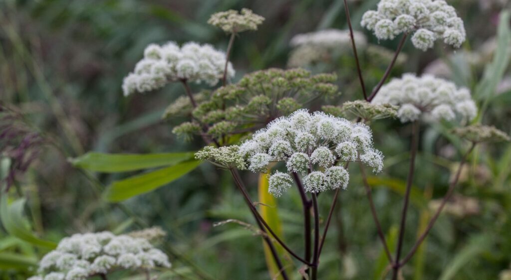 angélique officinale