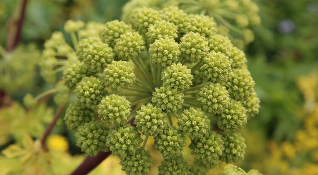 Angelica archangelica