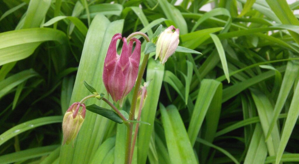 aquilegia columbine fleur
