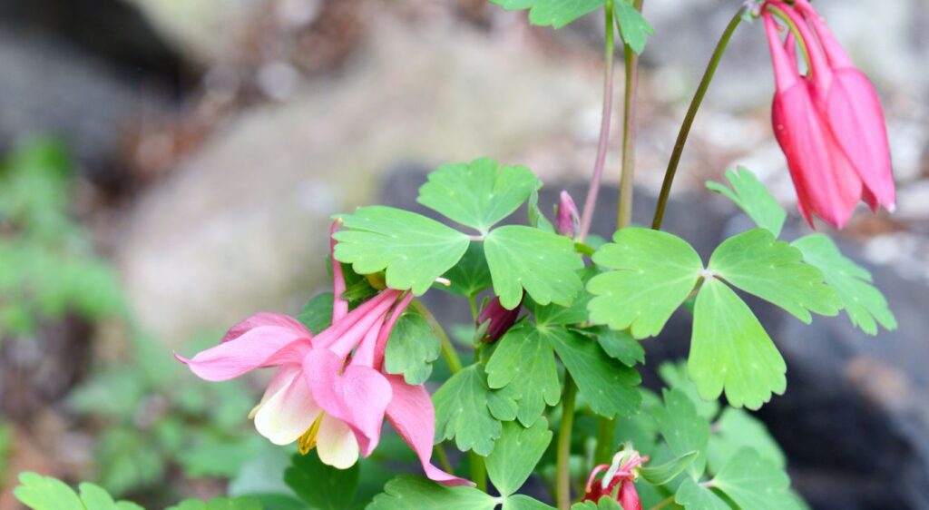 fleur aquilegia columbine
