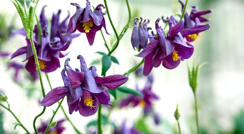 aquilegia columbine plant
