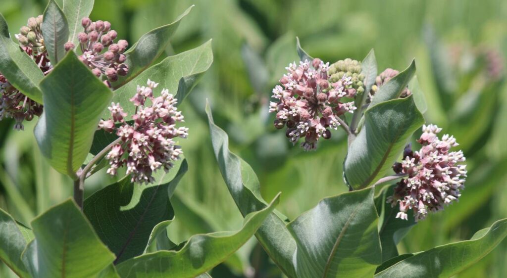 plant asclepias