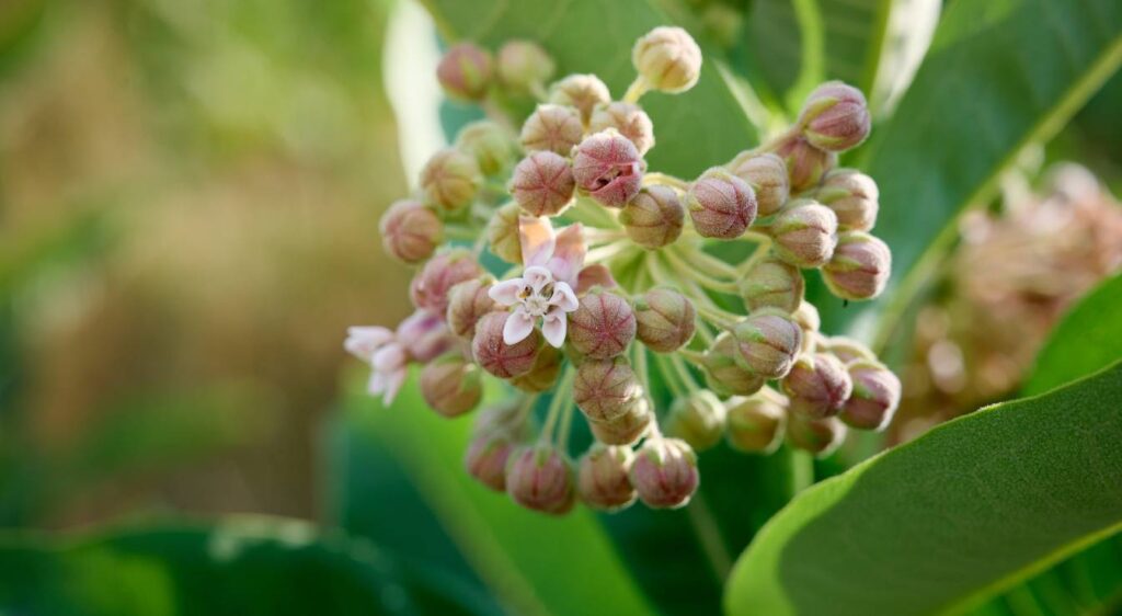 Asclepias syriaca