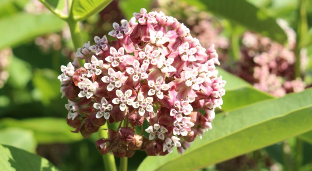 arbre aux perruches fleurs