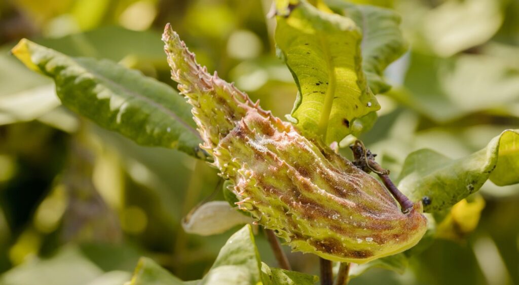 arbre aux perruches feuille