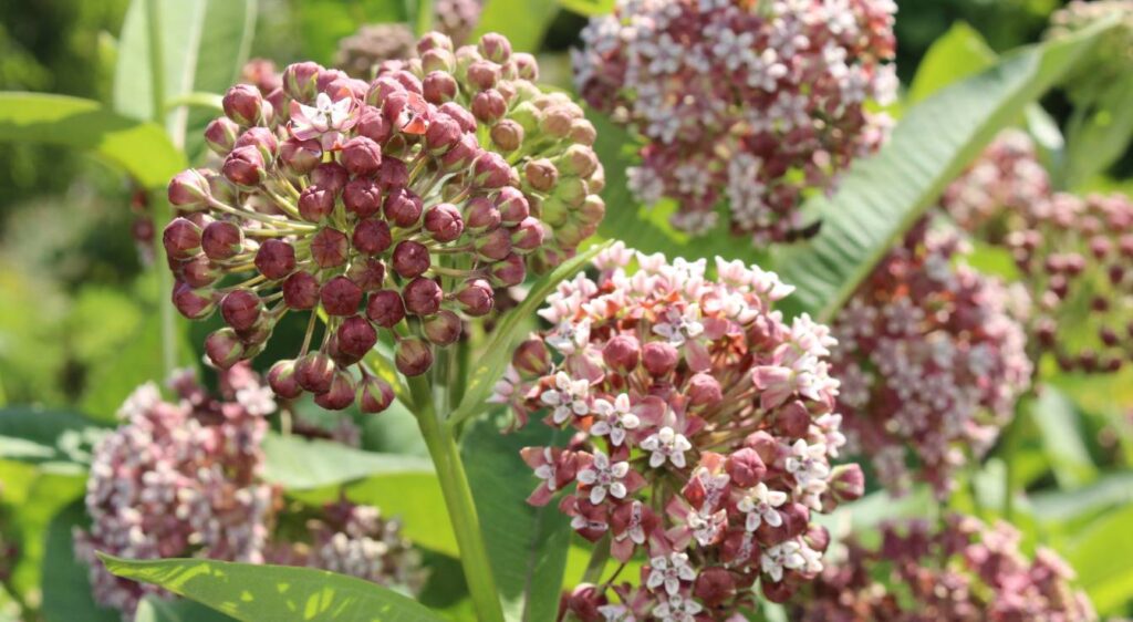 Asclepias syriaca