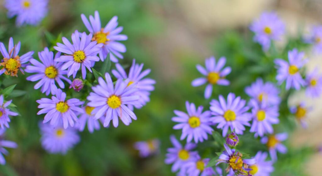 Aster