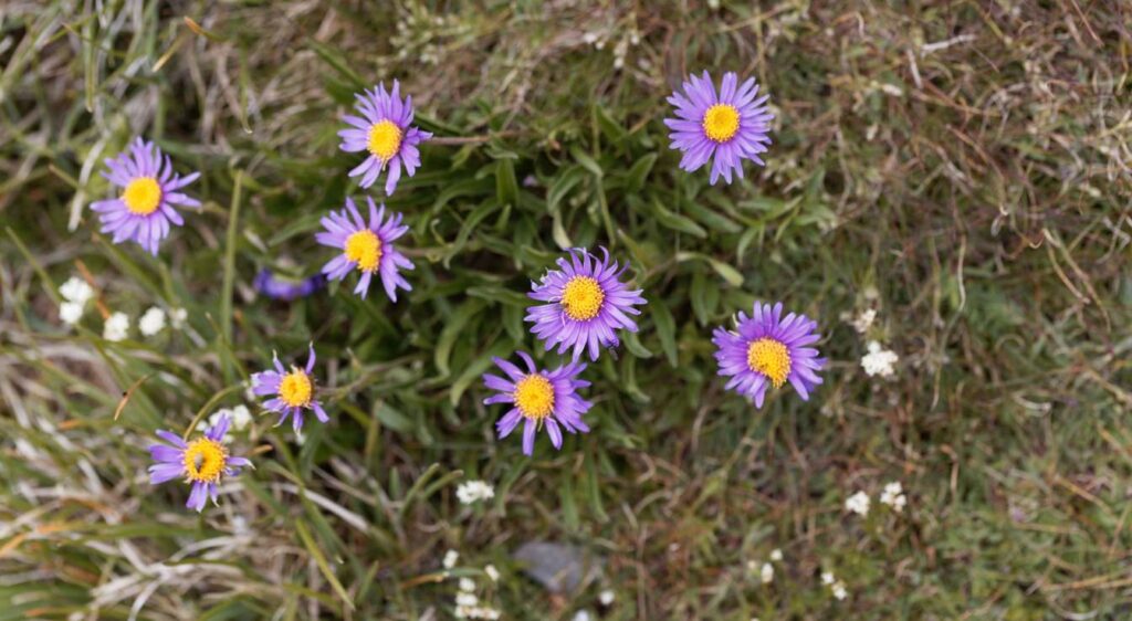 aster alpinus plant