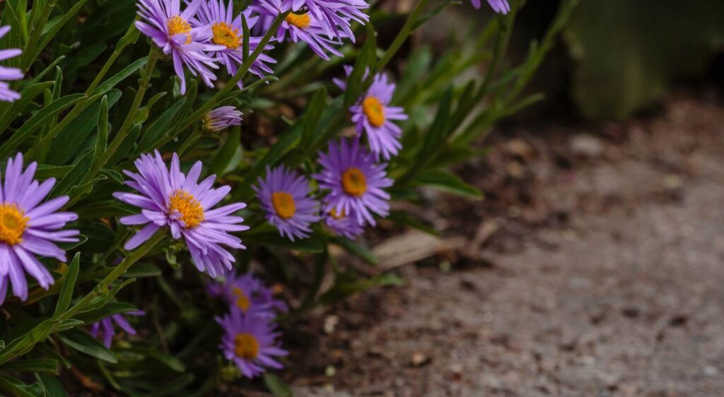 aster alpinus fleur