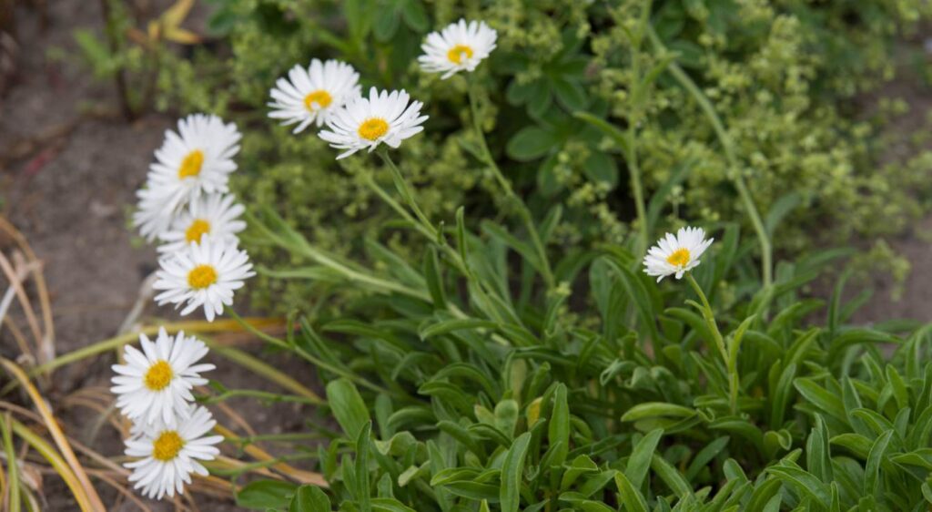plant aster alpinus