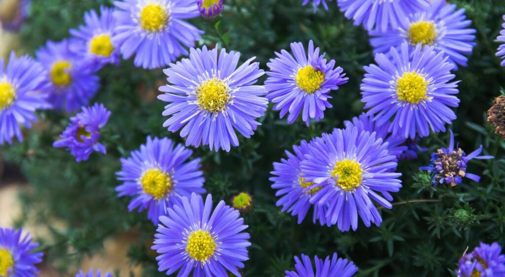 Aster amellus