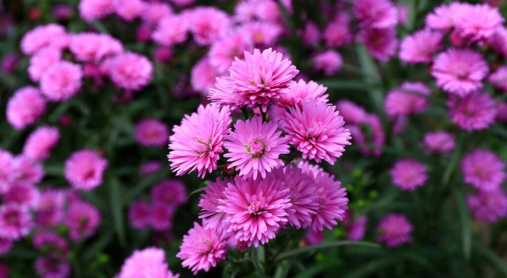 Aster amellus