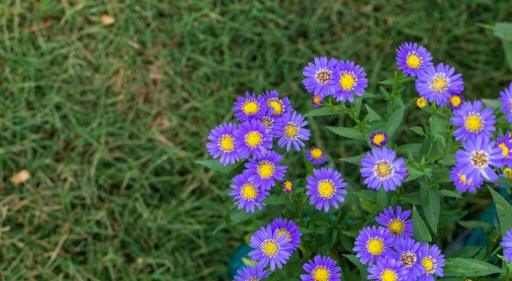 plant aster novi-belgii