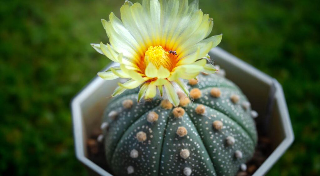 Astrophytum asterias fleur