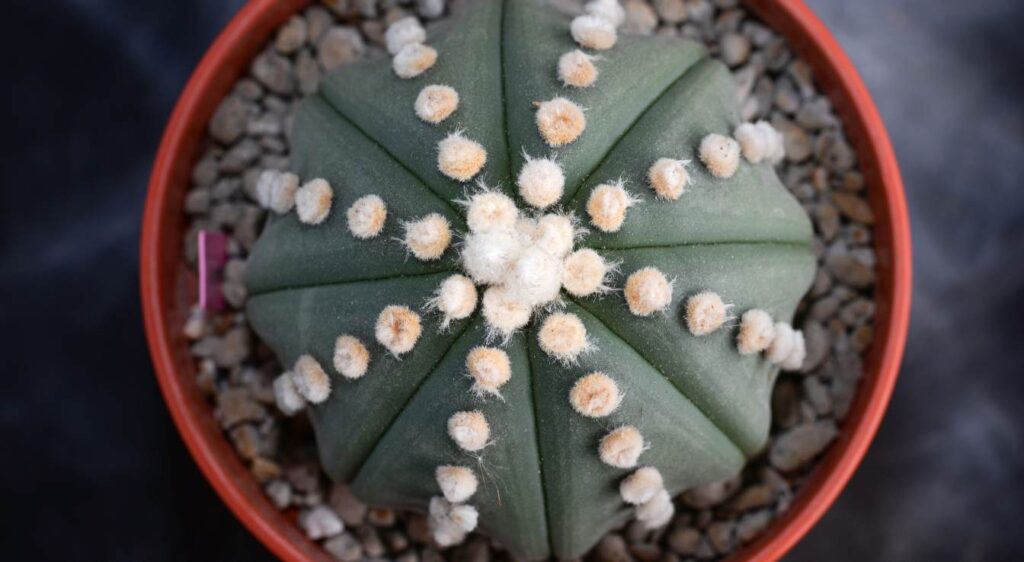 cactus astrophytum asterias