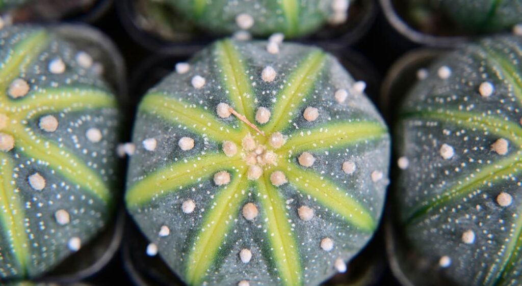 asterias astrophytum cactus