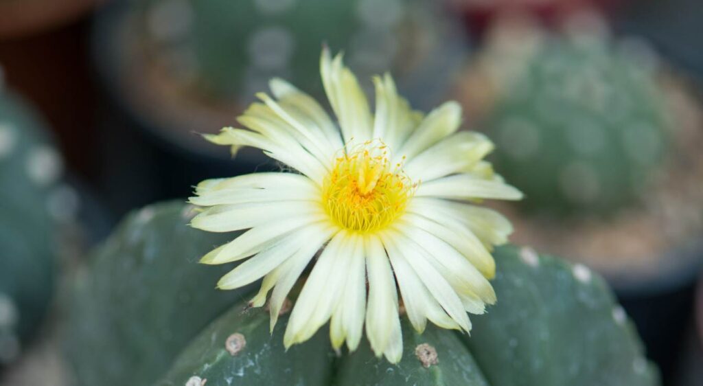 astrophytum myriostigma fleur