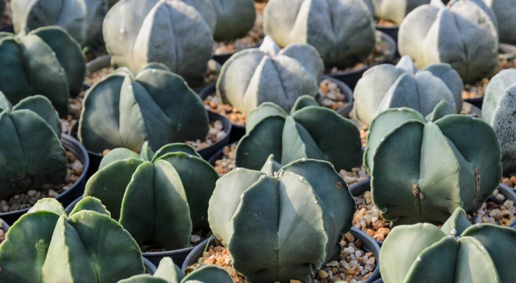 cactus astrophytum myriostigma