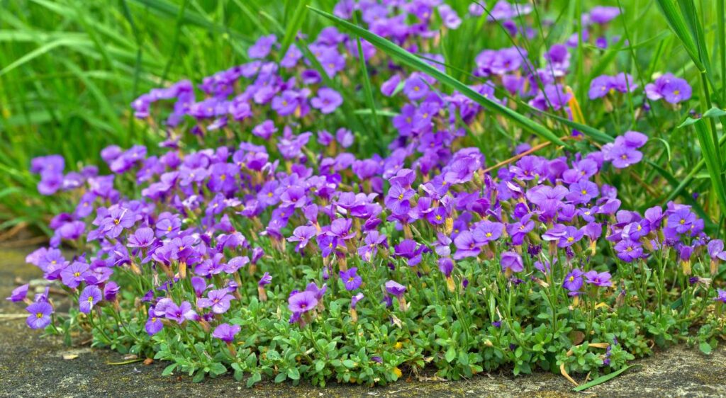 Aubrieta deltoidea entretien