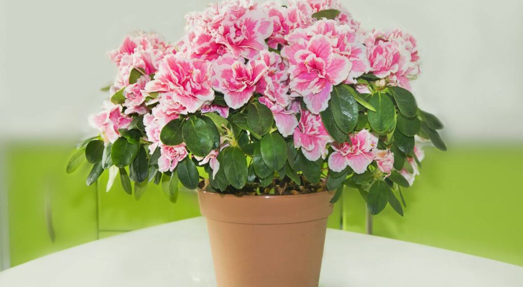 azalée intérieur​
