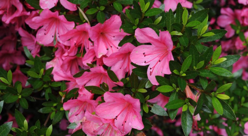Azalée du Japon