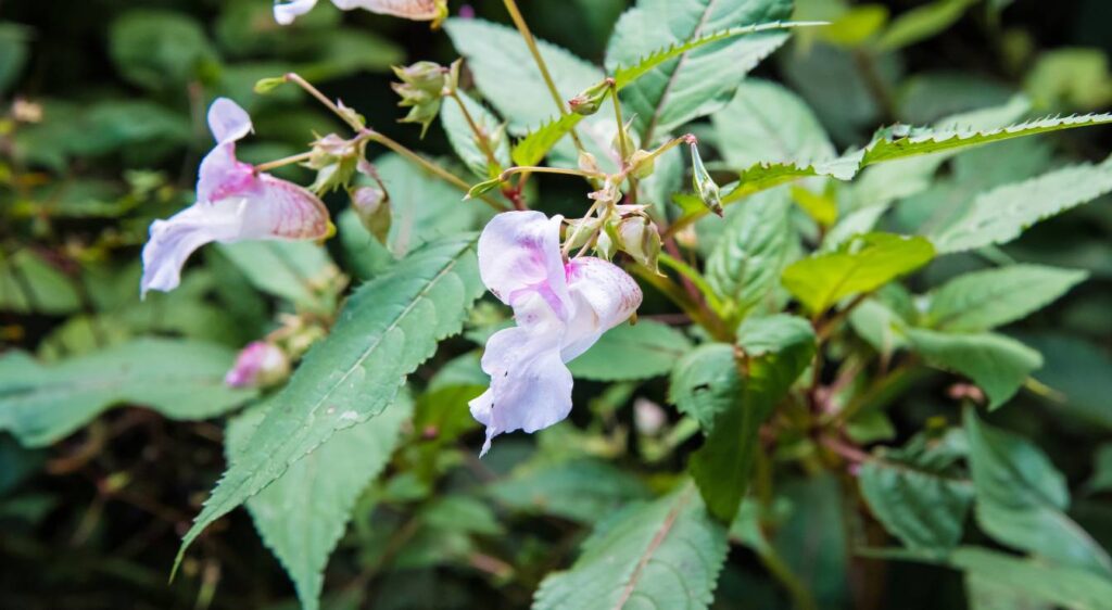Balsamine de l'Himalaya