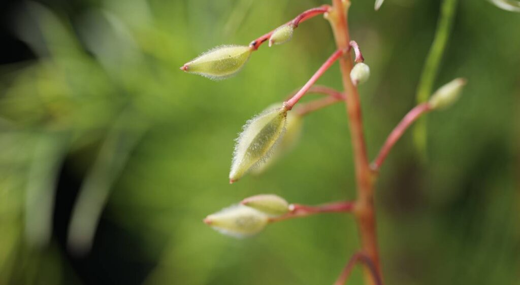 Balsamine de l'Himalaya