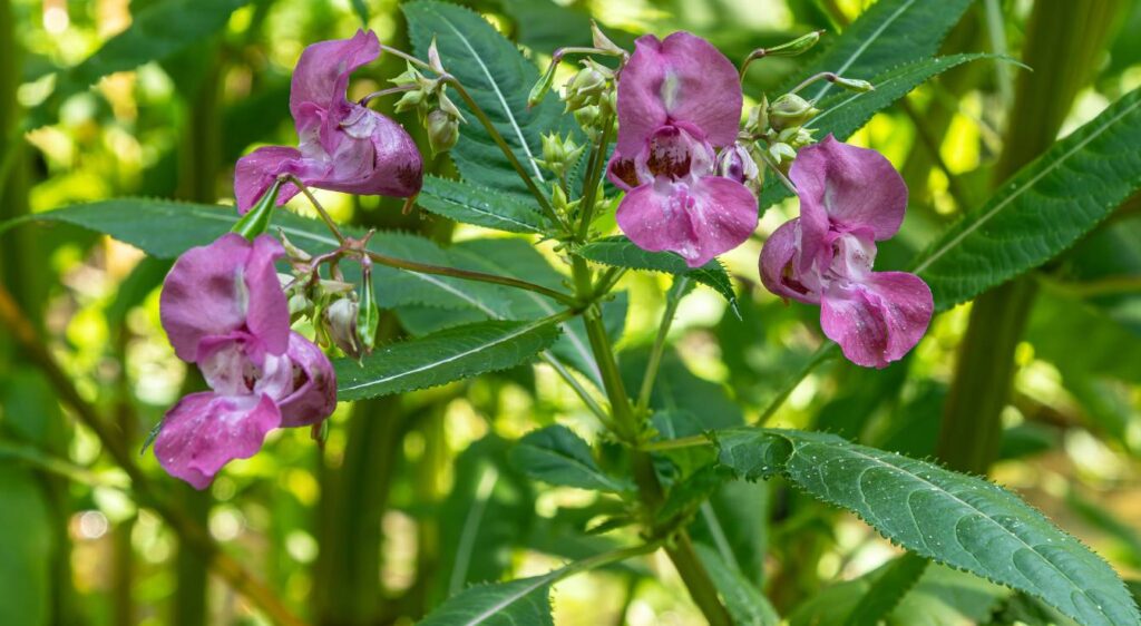 Balsamine de l'Himalaya