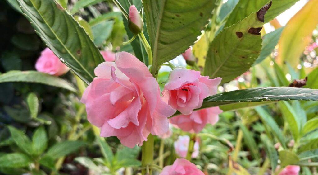 fleur balsamine des jardins