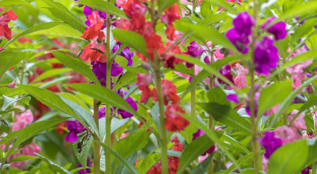 balsamine des jardins plant