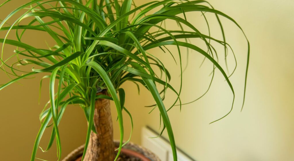 beaucarnea recurvata entretien