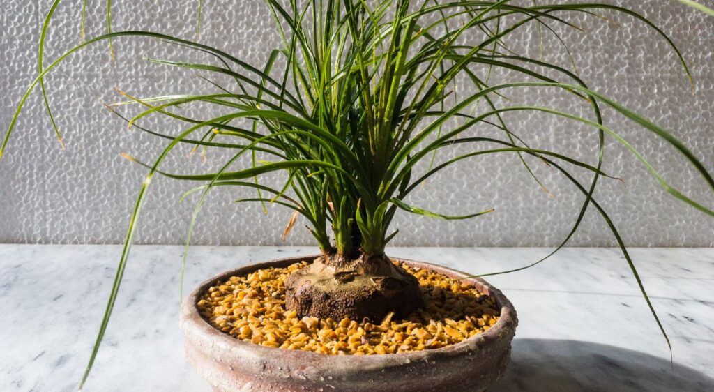 beaucarnea recurvata croissance