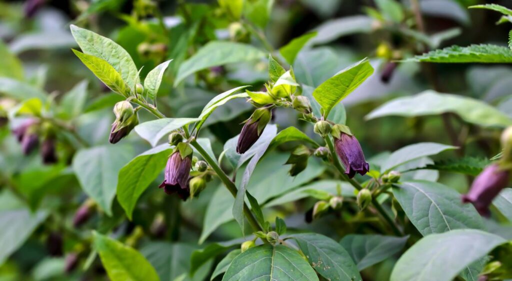 belladonna atropa