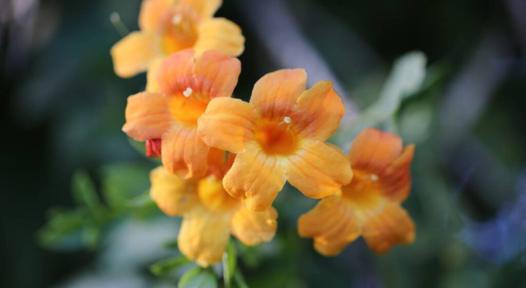 bignonia capreolata orange