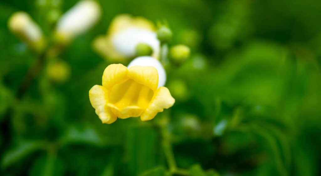 bignonia capreolata plant