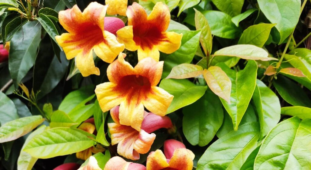 bignonia capreolata fleur