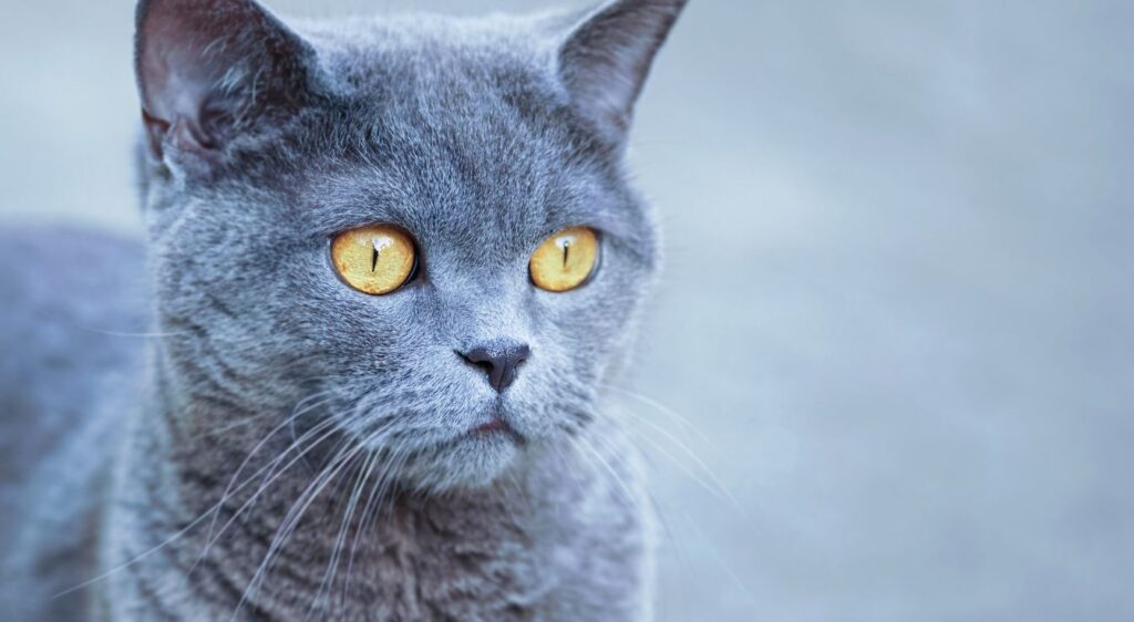 British Shorthair