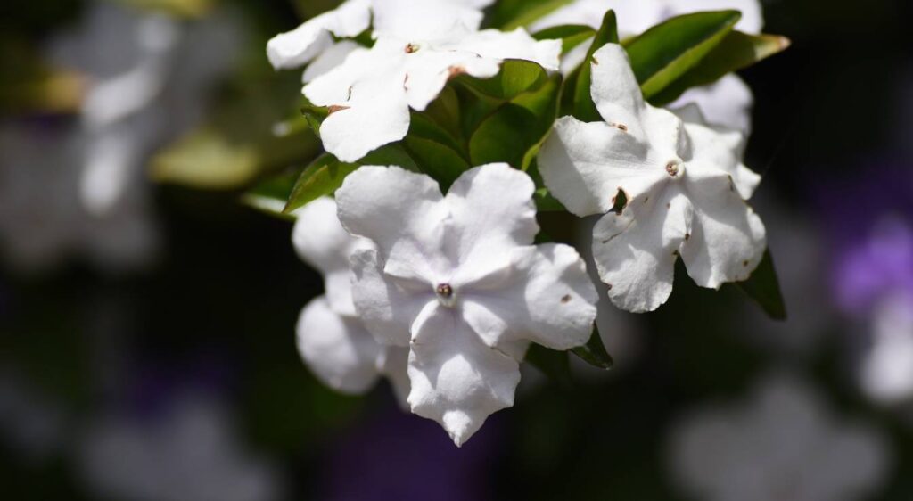 Brunfelsia