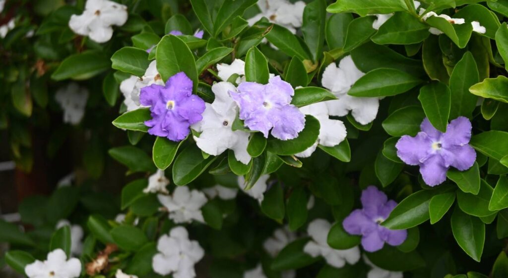 Brunfelsia