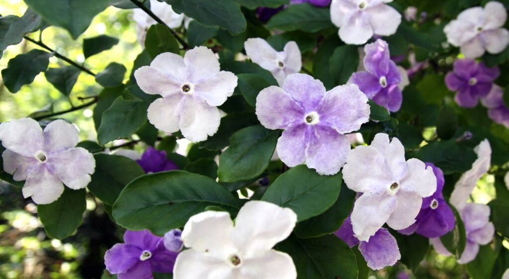 Brunfelsia pauciflora