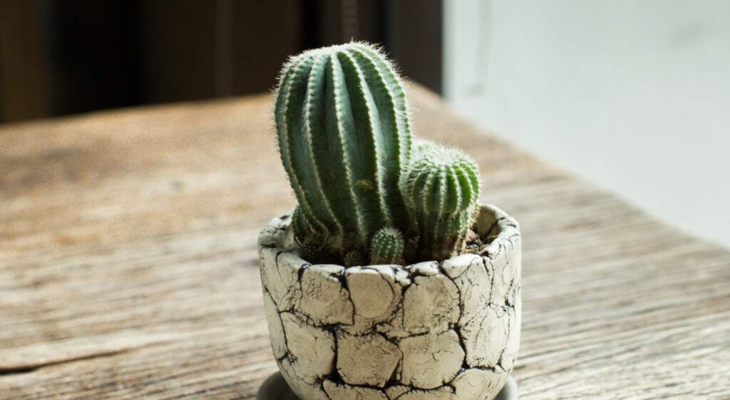 cactus en pot
