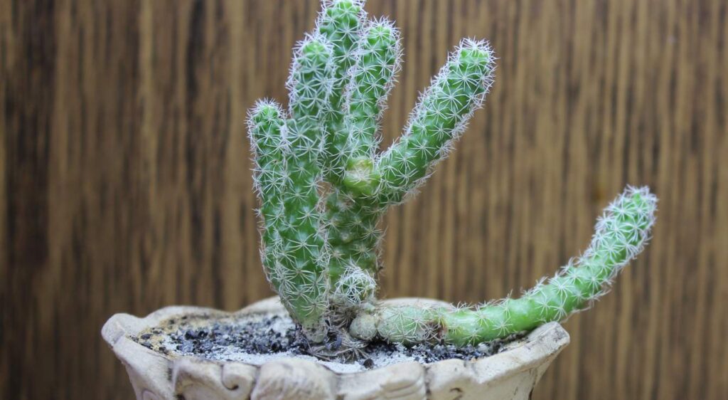 cactus plant