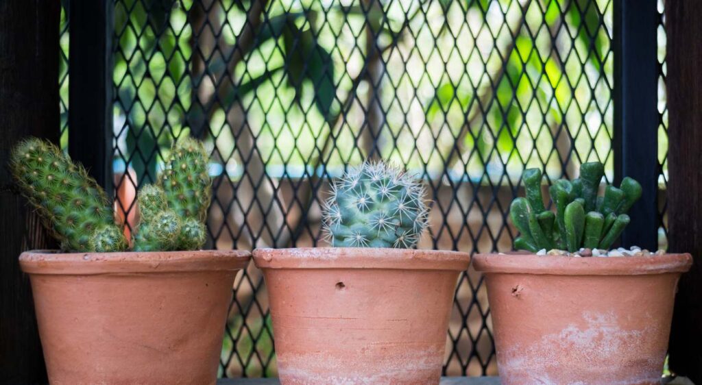 cactus pour l'extérieur