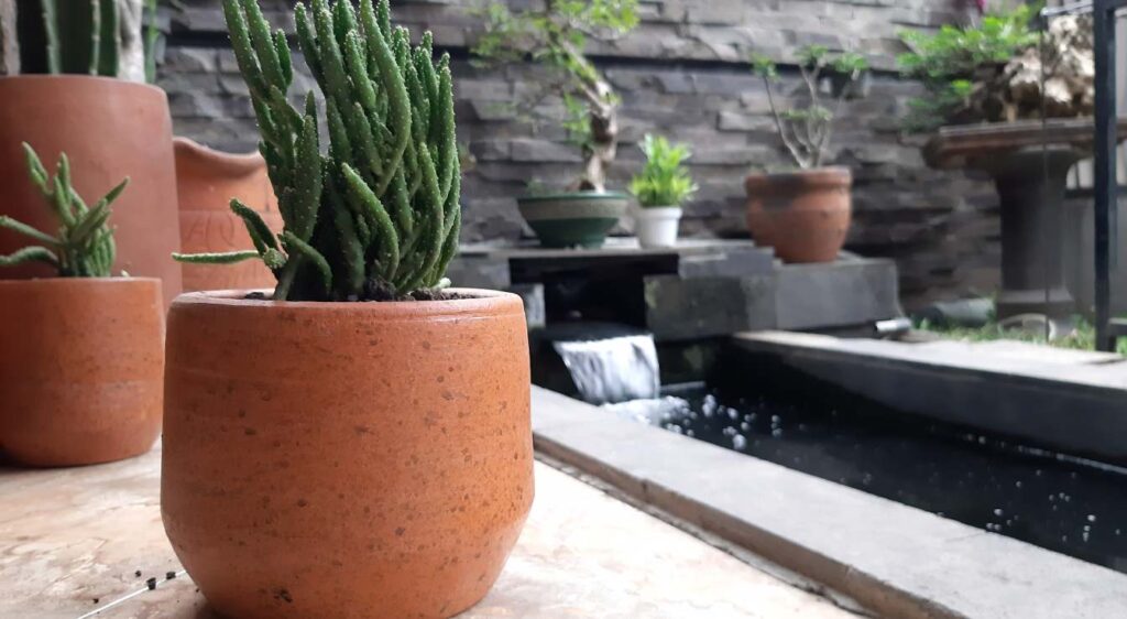 quel cactus pour l'extérieur