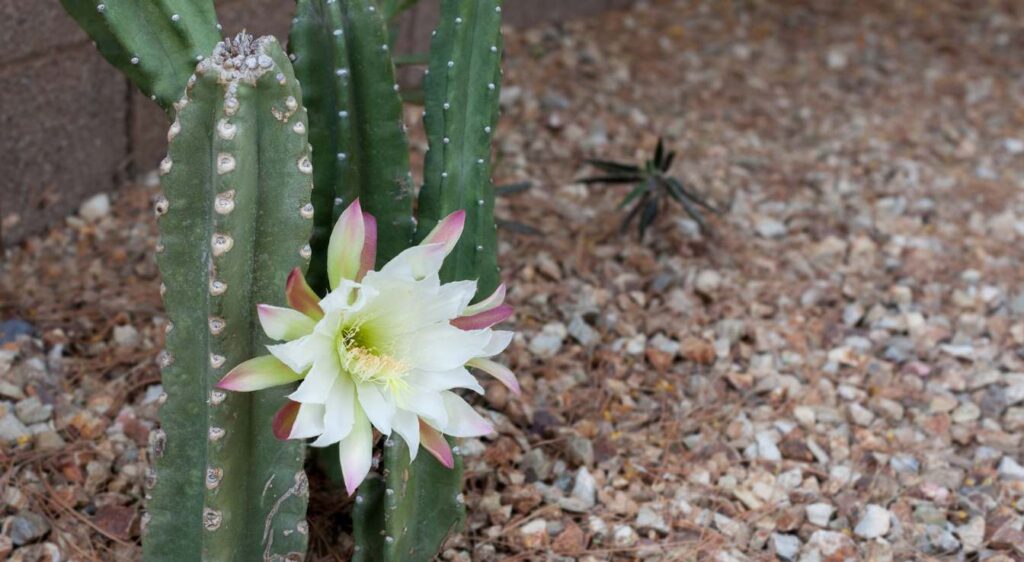 terre pour cactus extérieur
