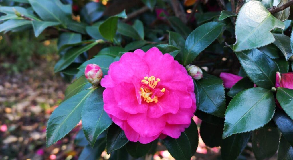 camellia sasanqua plant