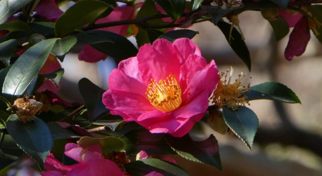 fleur camellia sasanqua